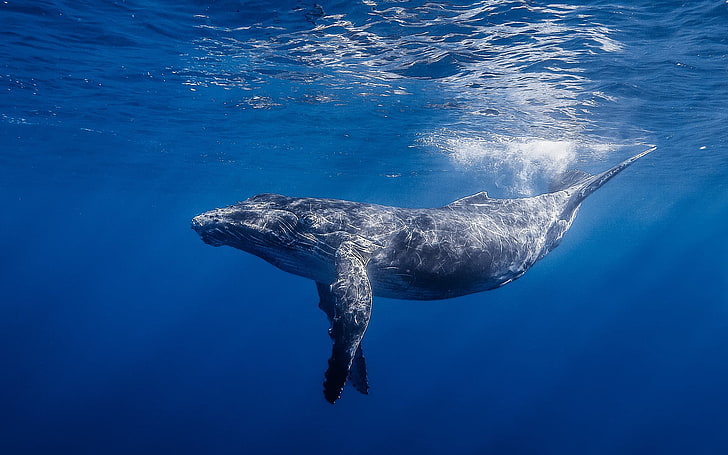 Blue whale swimming in Sri Lankan waters near Mirissa