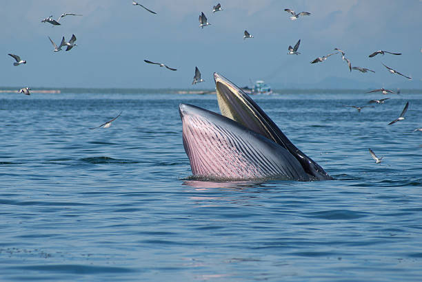 Bryde’s whale feeding near Sri Lanka’s southern coast