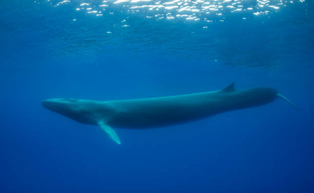 Fin whale swimming in open waters near Sri Lanka