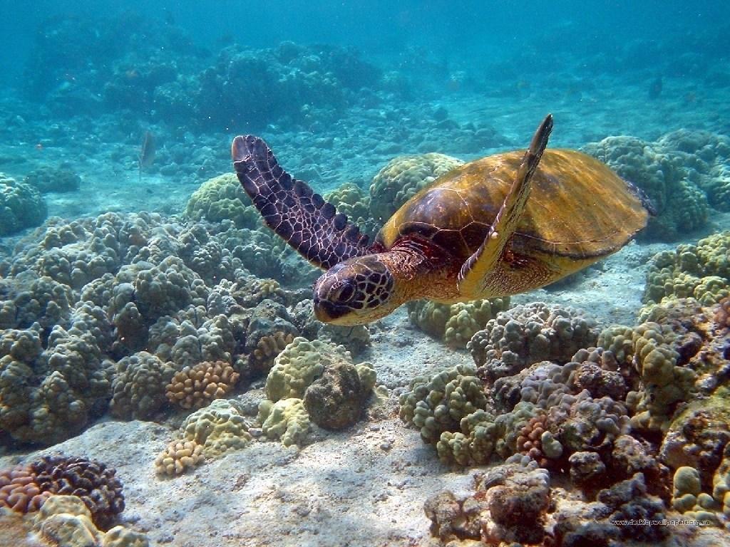 Sea turtle swimming in coastal waters near Mirissa, Sri Lanka