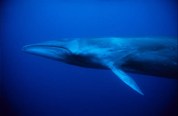 Sei whale surfacing in deep waters