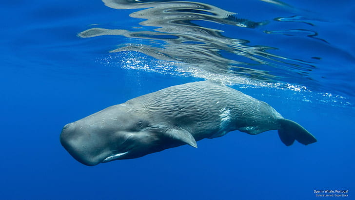 Sperm whale pod swimming off Trincomalee, Sri Lanka