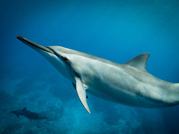 Spinner dolphins performing acrobatic leaps in Mirissa