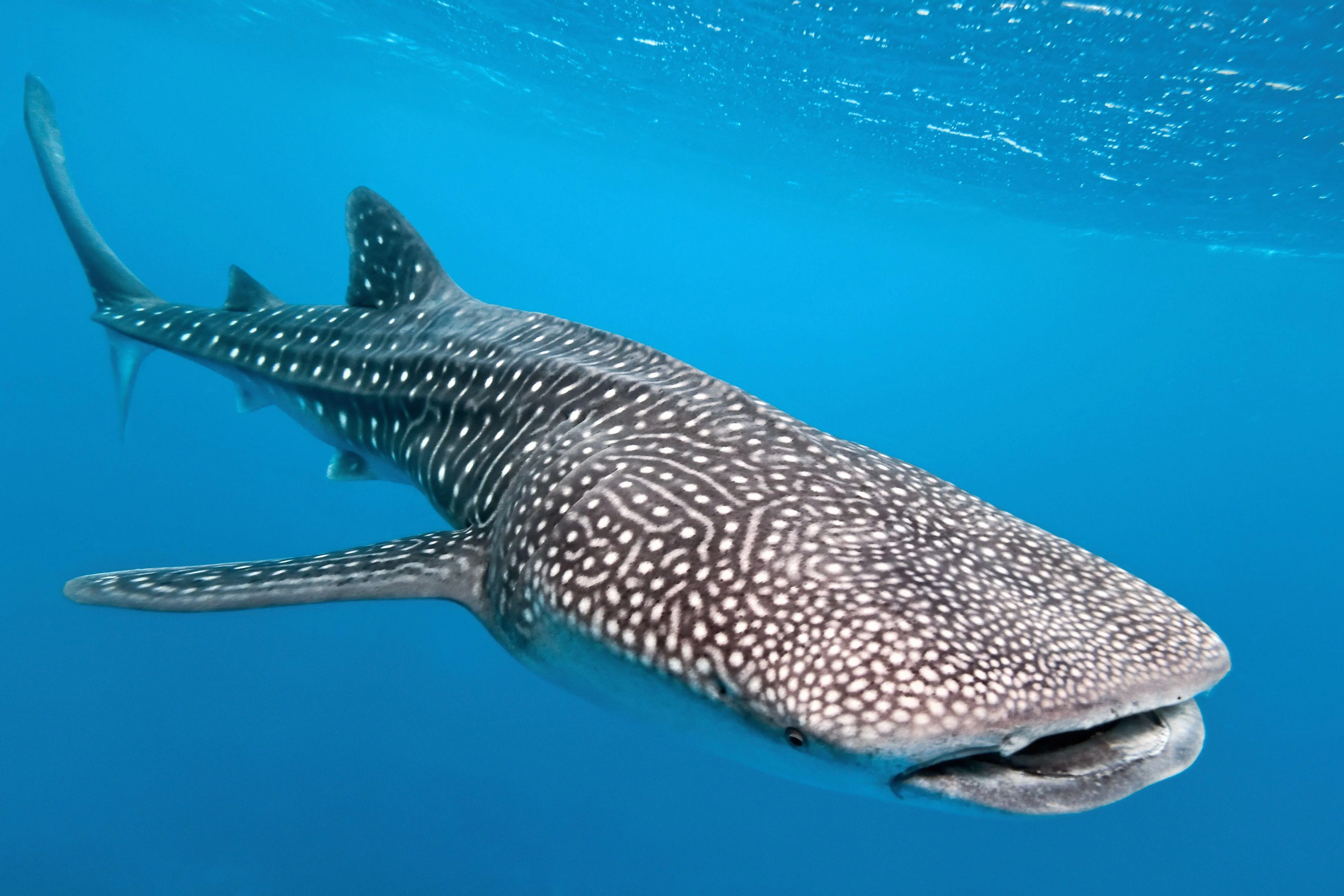 Whale shark swimming near Mirissa, Sri Lanka